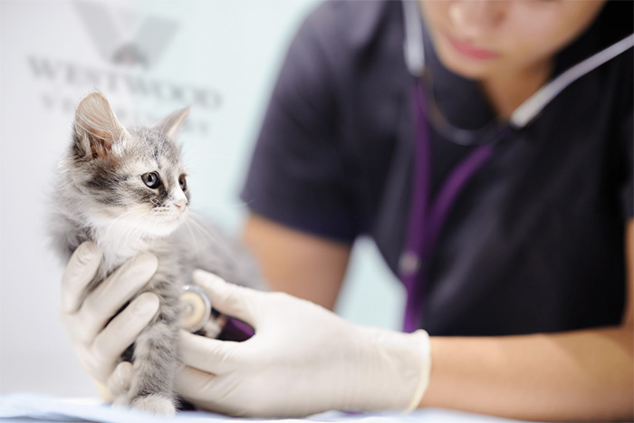 Tiny kitten being examined by veterinarian