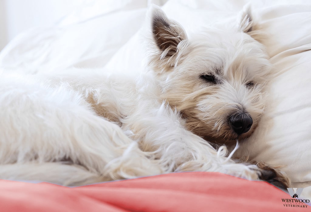 Small white dog sleeping