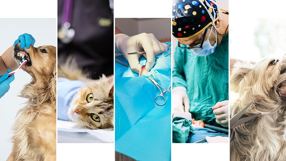 Collage of dogs and cats at the vet