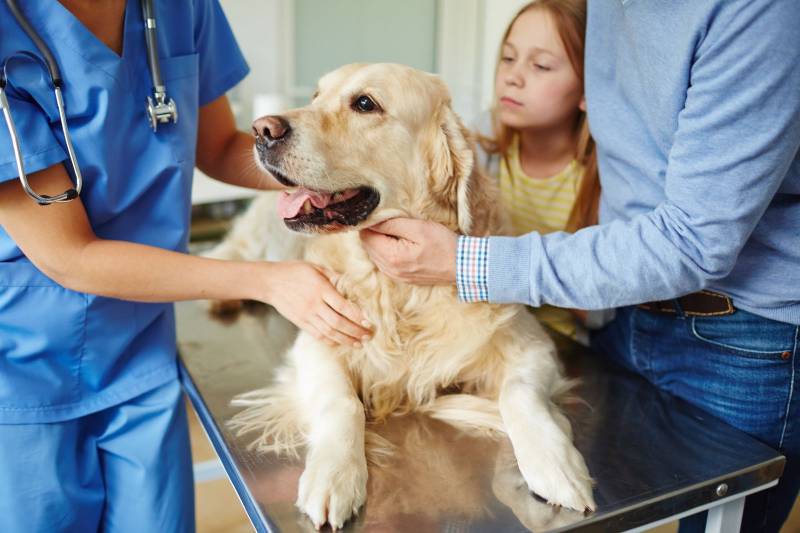 Dog on table at the vet