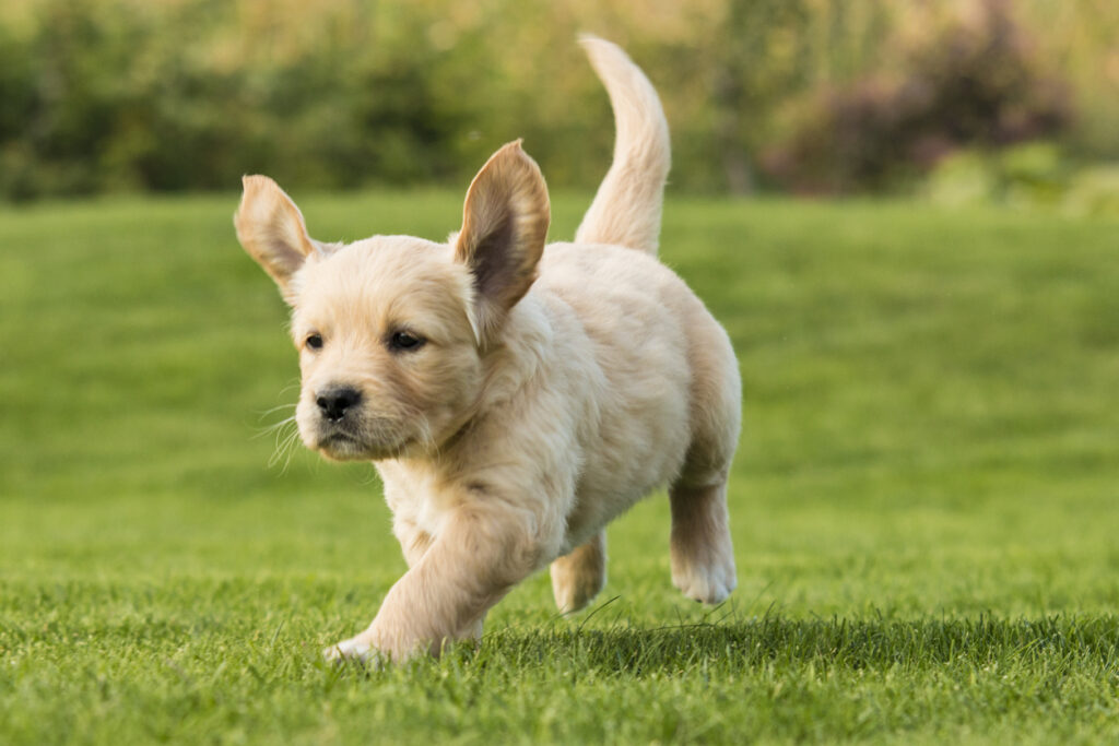 Healthy puppy running on grass