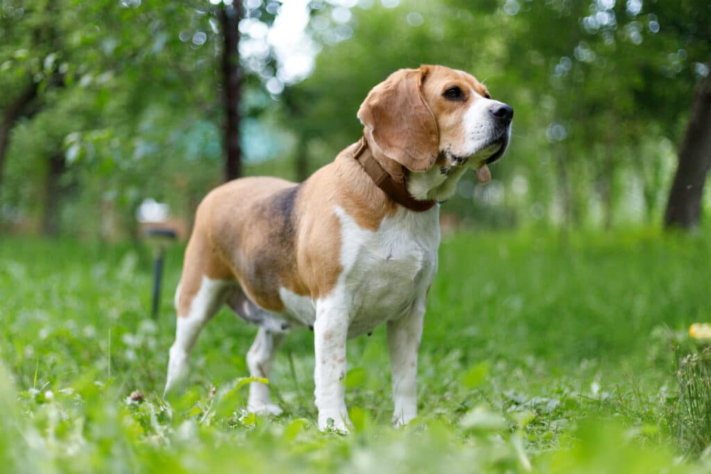 Beagle outdoors, protected by vaccines