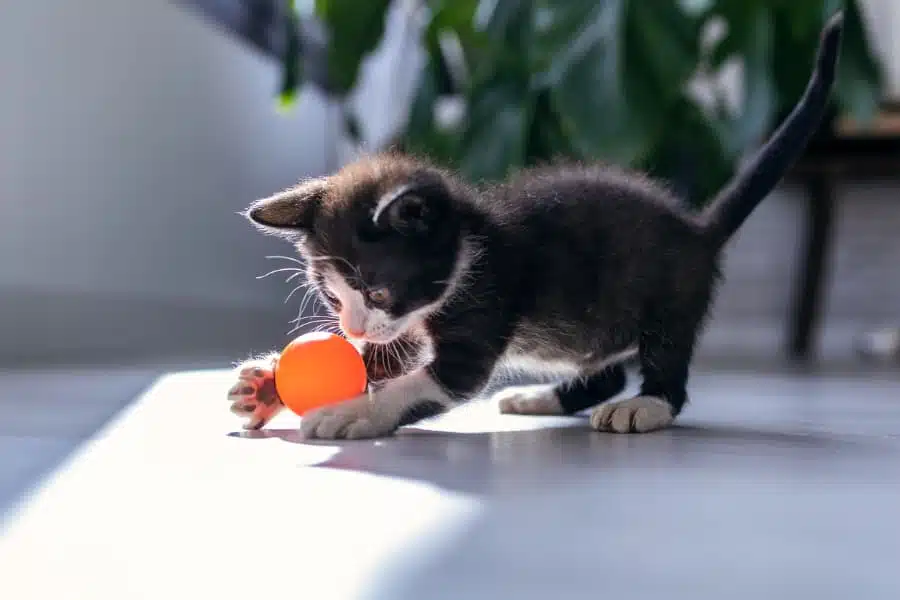 Black-and-white kitten playing with orange ball