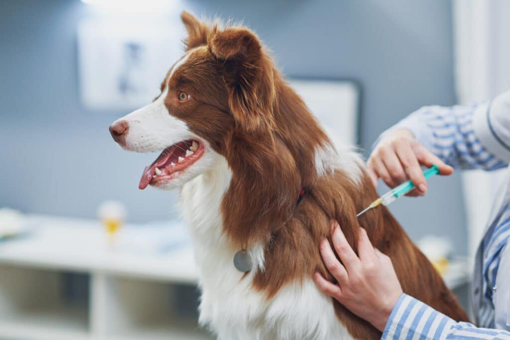 Border collie dog getting vaccinated