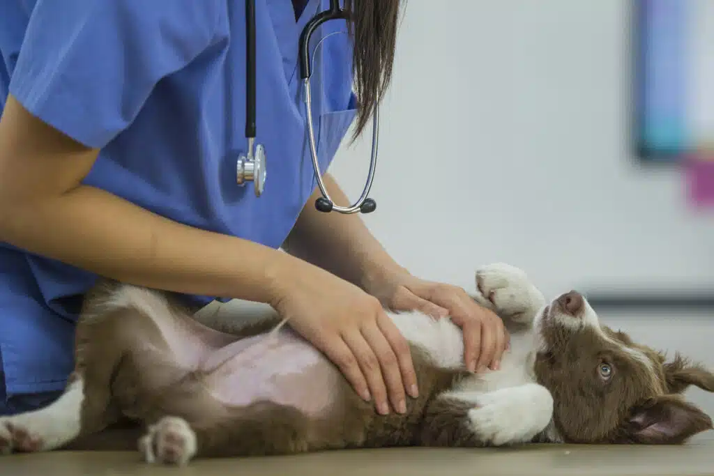 Border collie puppy being examined by veterinarian