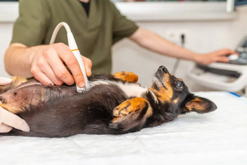 Dog receiving ultrasound examination