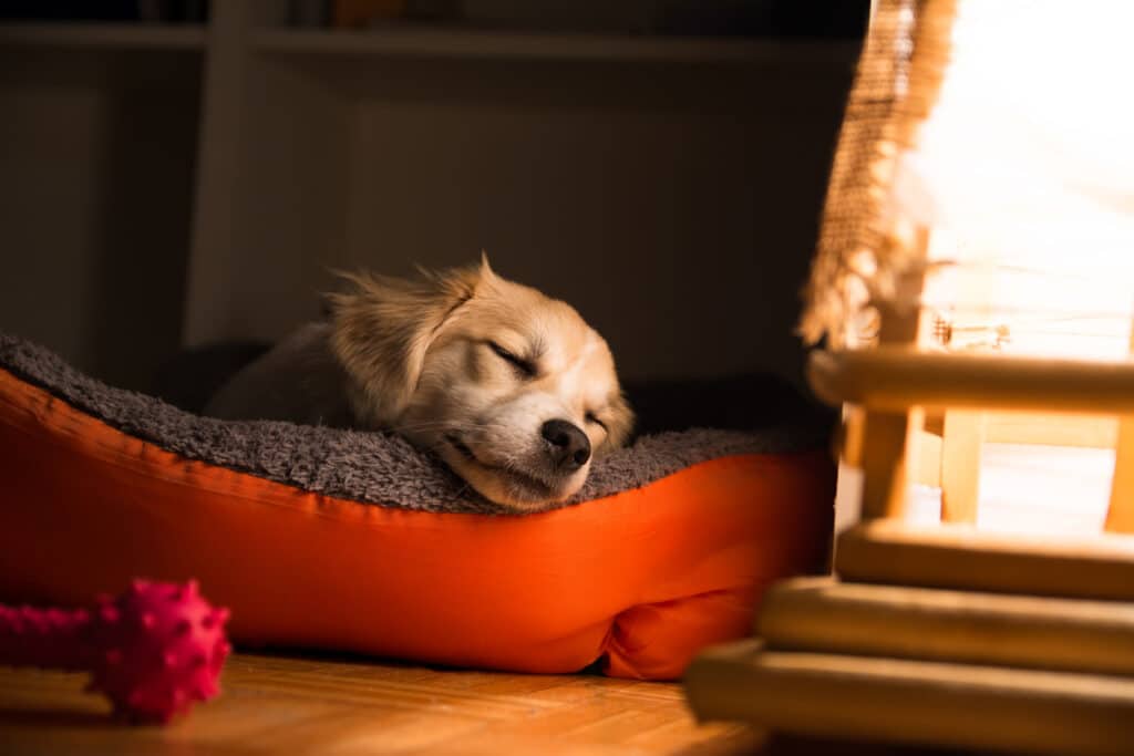 Dog sleeping on bed, not feeling well