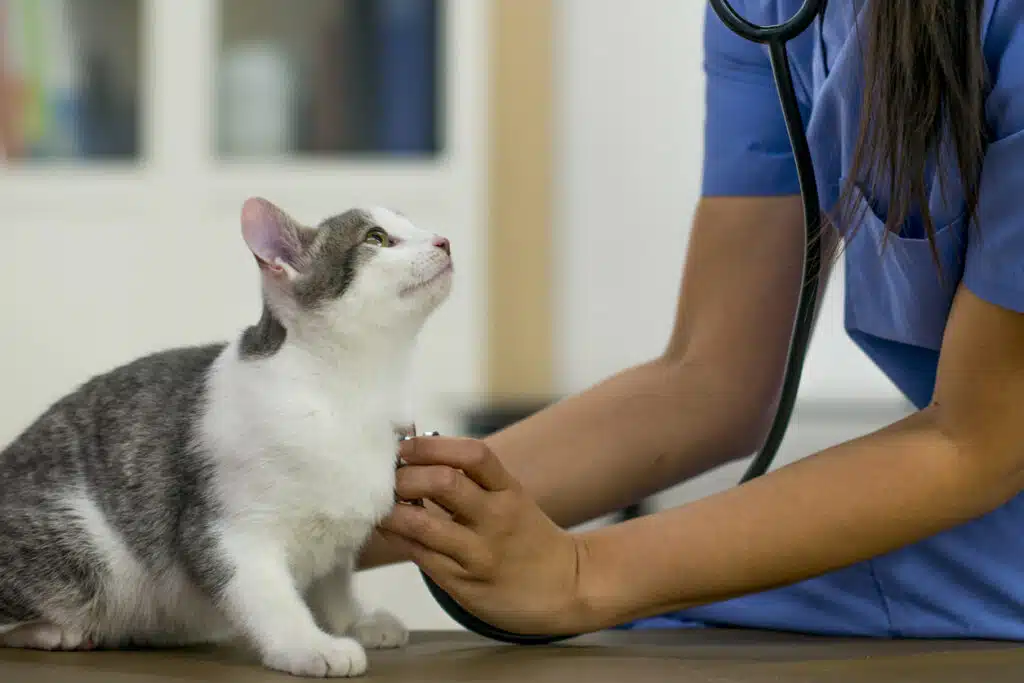 Kitten looking up at veterinarian performing exam