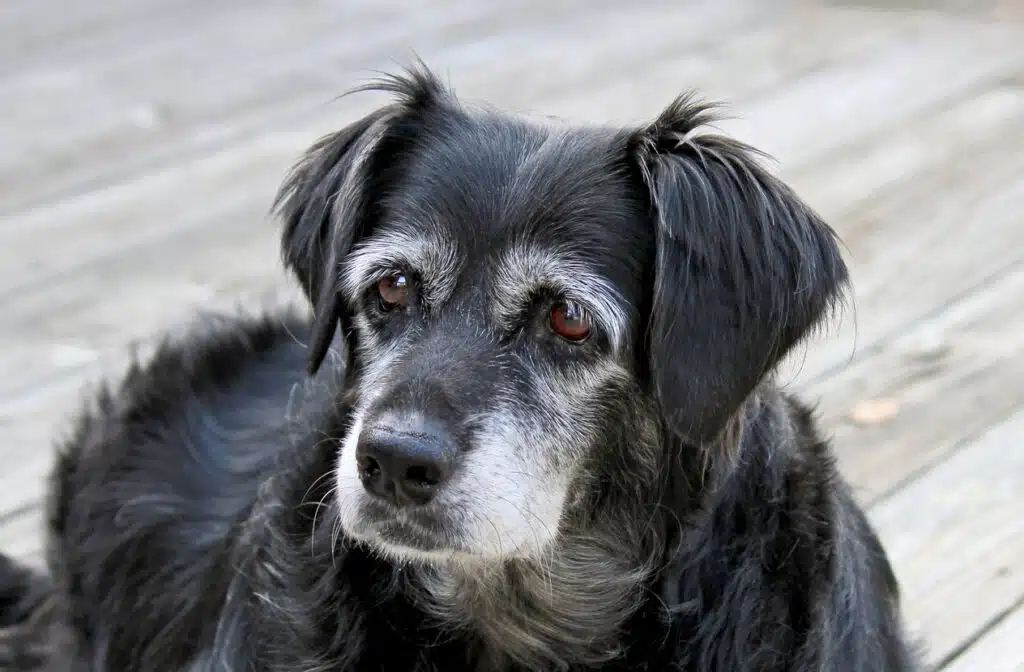 Older dog who may need a biopsy to diagnose condition