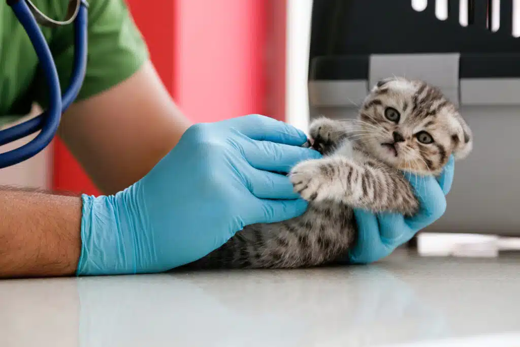 Veterinarian examining kitten