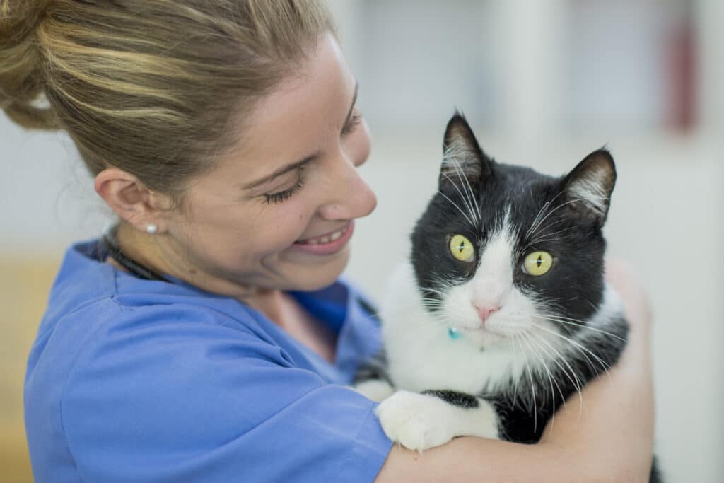 Veterinarian holds black-and-white cat before taking samples for cytology