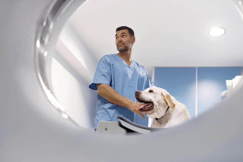 Veterinarian prepares to perform CT scan on dog