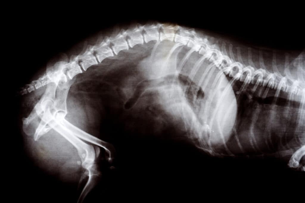 X-ray image of pregnant cat