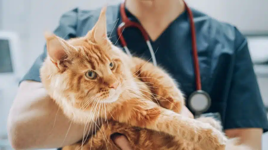 Cat being held by veterinarian