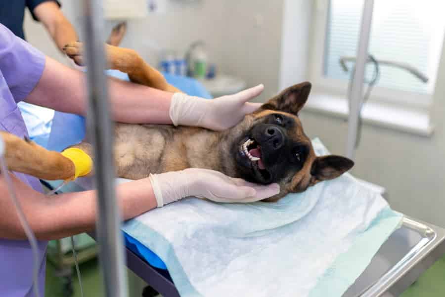 Doctors with dog on table during surgical procedure