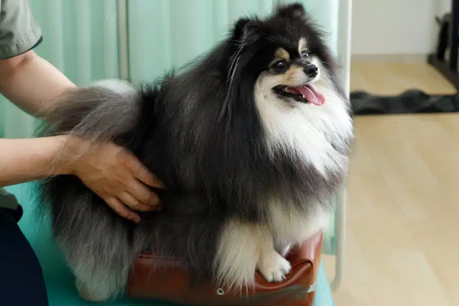 Pomeranian getting bodywork treatment from chiropractor