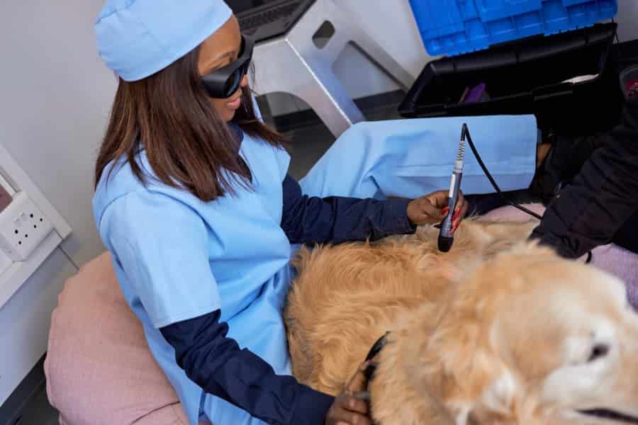 Veterinarian performs laser therapy for dog with sore muscles